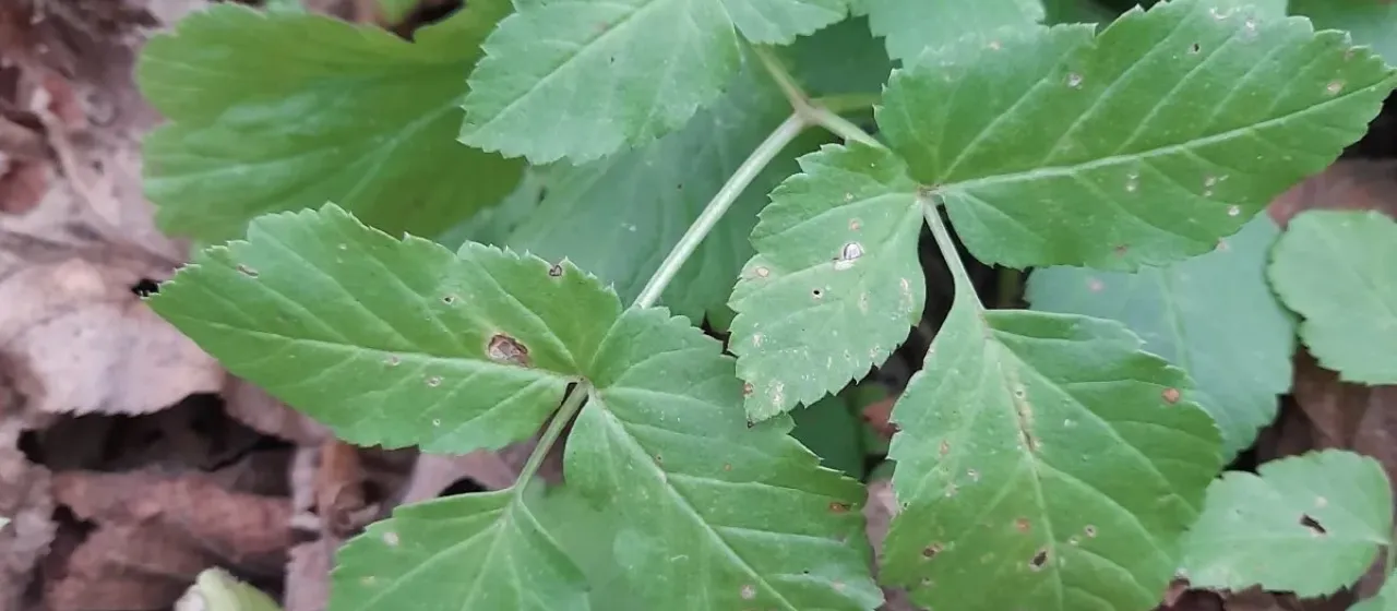 Ground elder