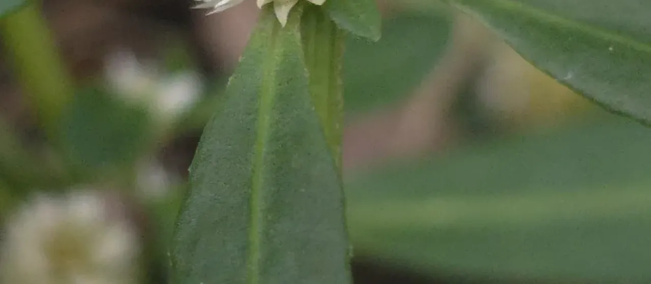 Lesser joyweed