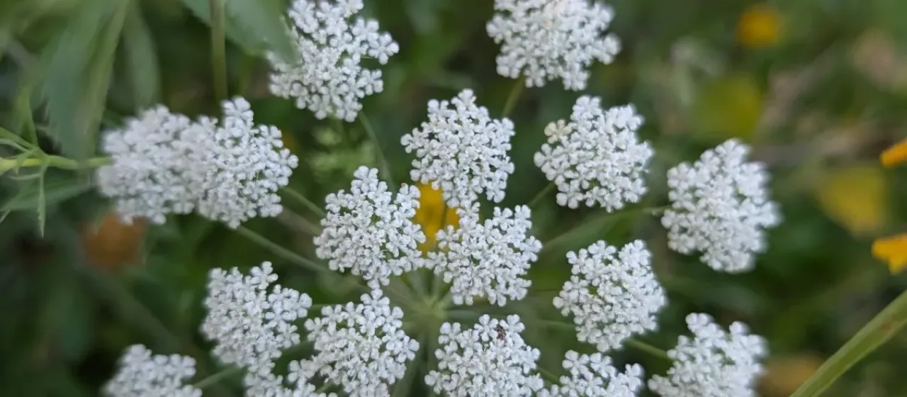 Bishop's weed