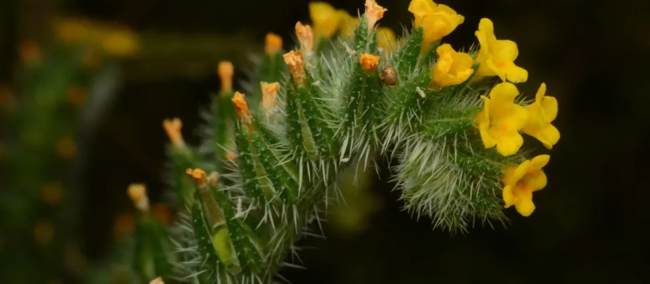 Common fiddleneck