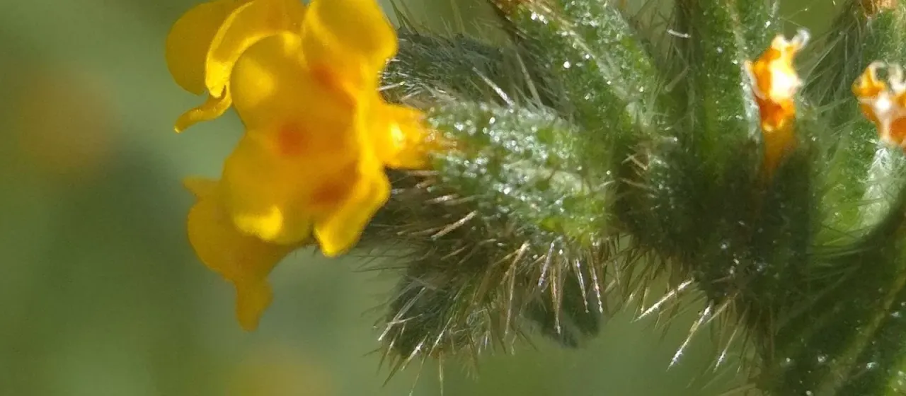 Amsinckia lycopsoides