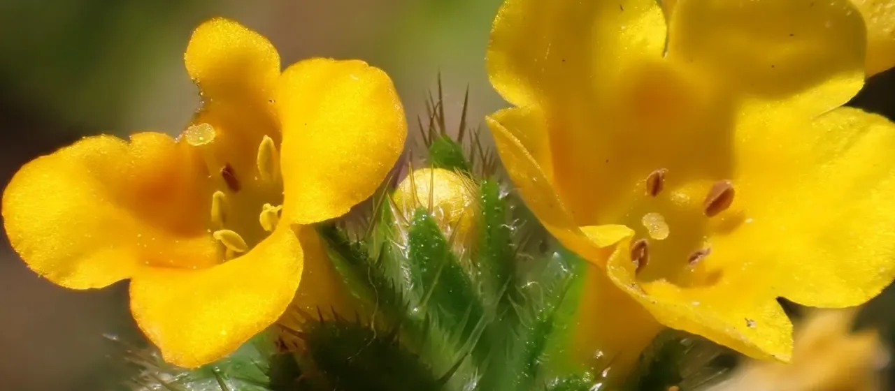 Амсинкия Мензиса