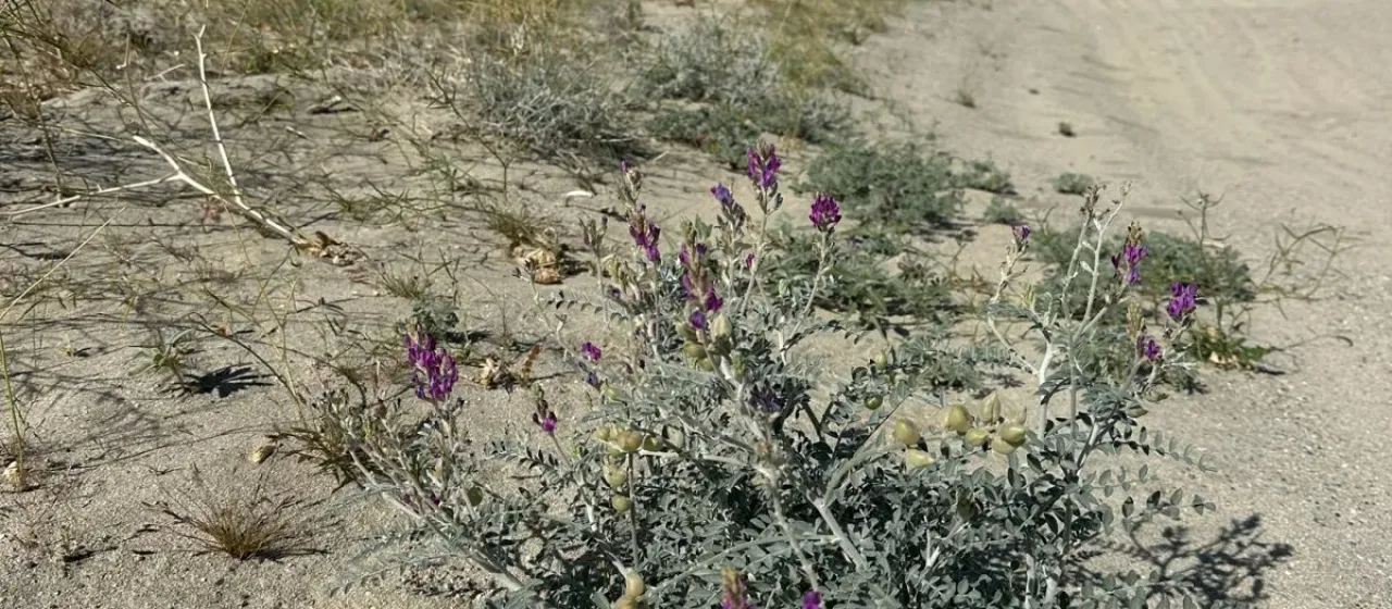 Spotted locoweed