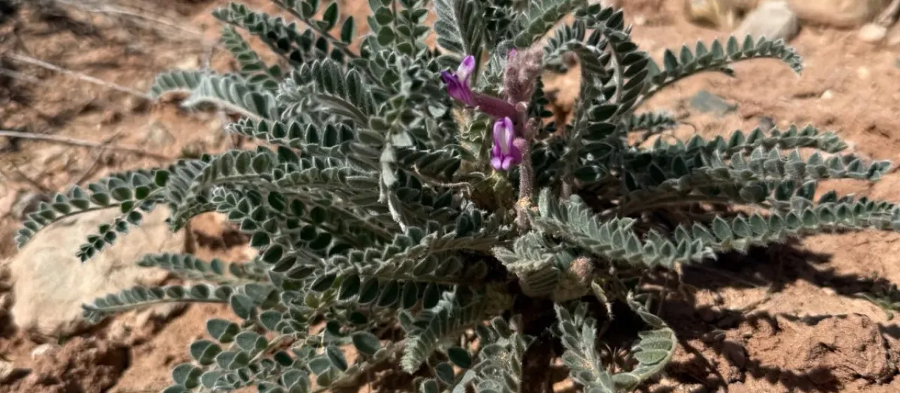 Woolly locoweed