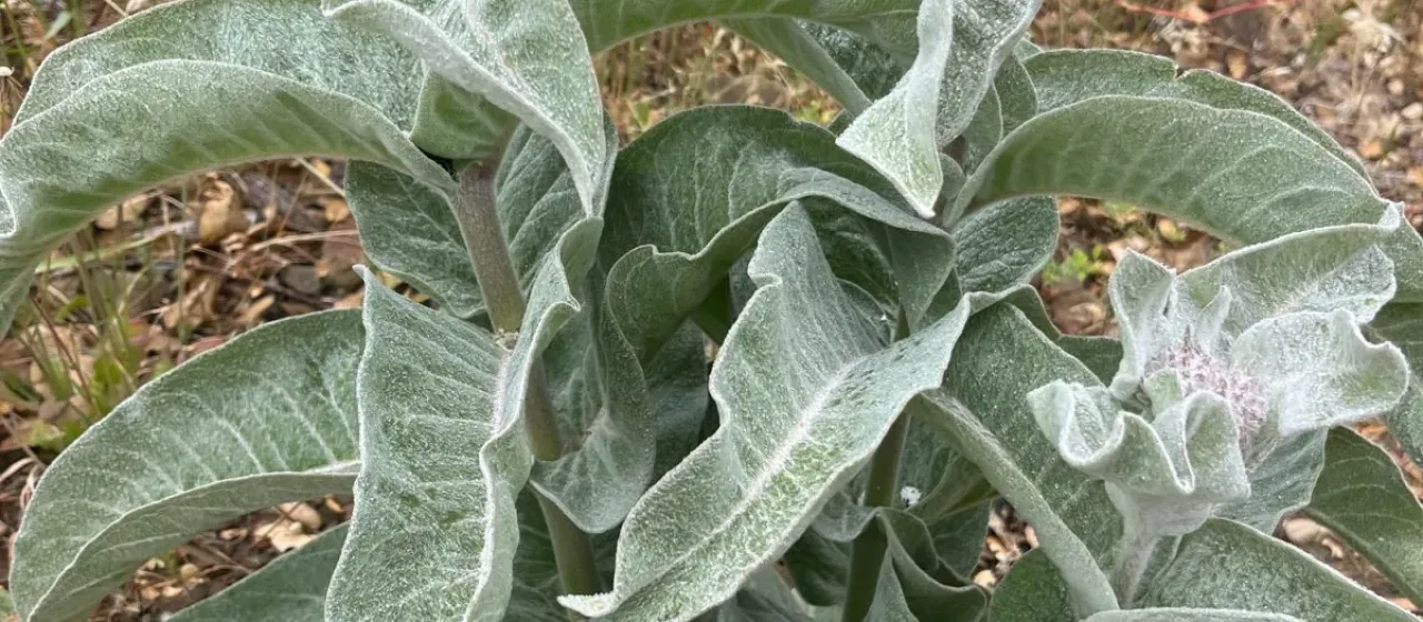 Woollypod milkweed