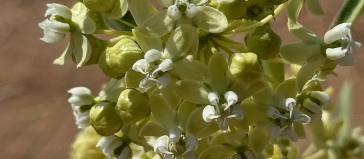 Labriform milkweed