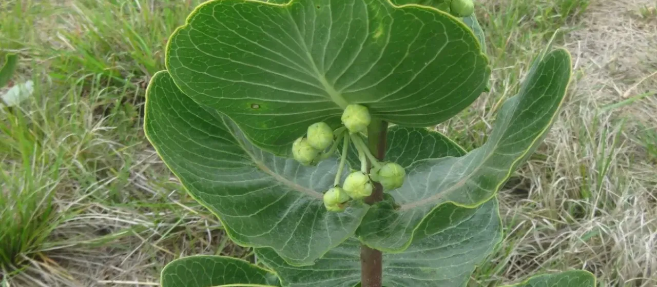 Broadleaf milkweed