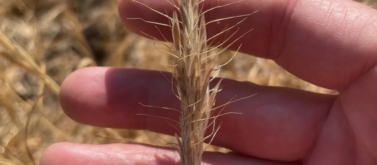 Foxtail brome