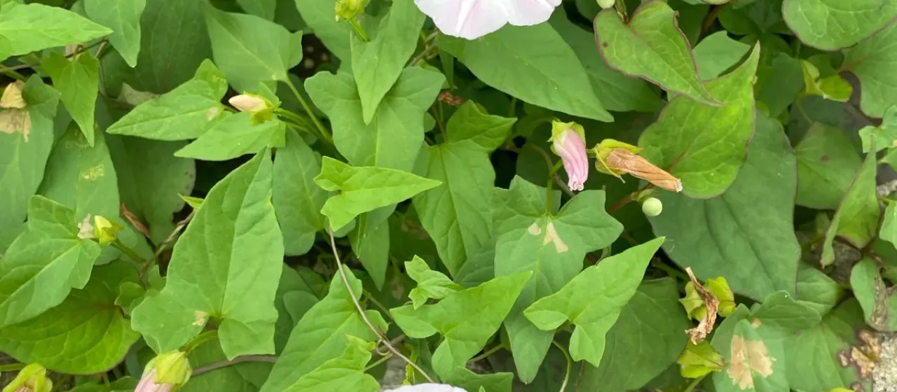 Japanese false bindweed