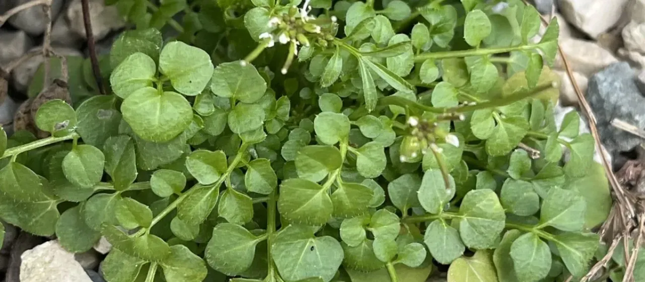 Hairy bittercress