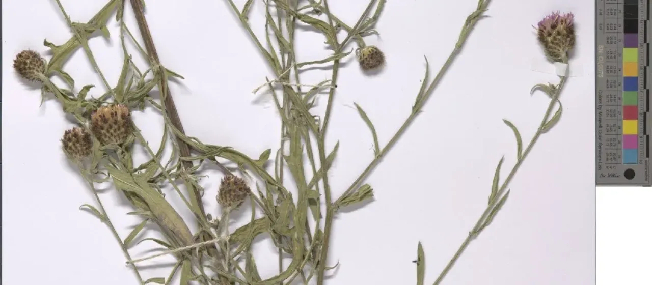 Thuillier's knapweed