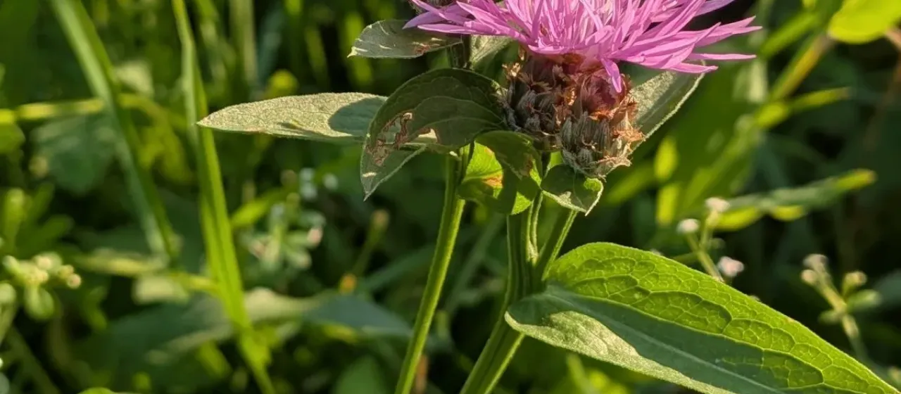 Tyrol knapweed