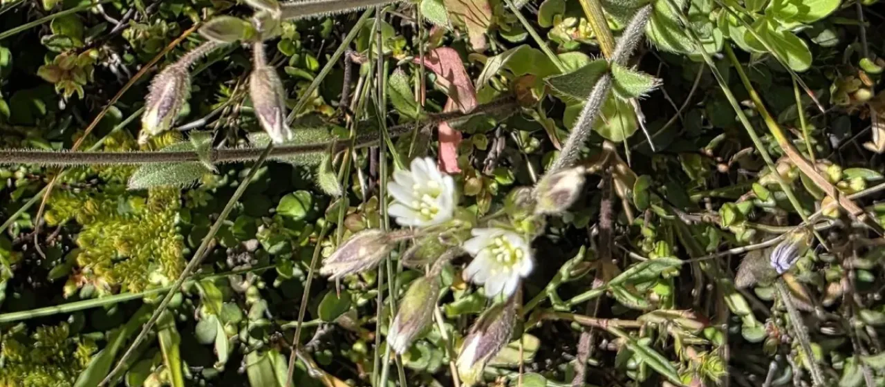 Common mouse-ear