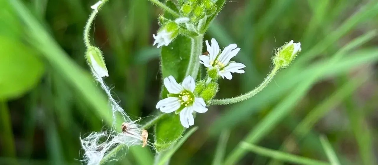 Nodding chickweed