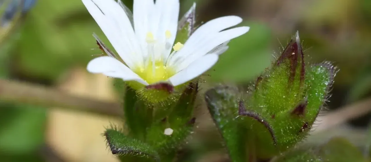 Dwarf mouse-ear