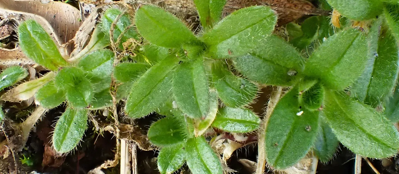 Common mouse-ear