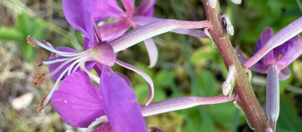 Fireweed