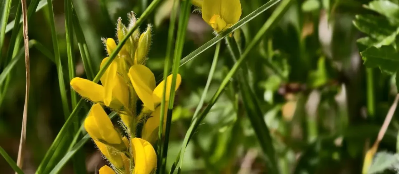 Winged greenweed