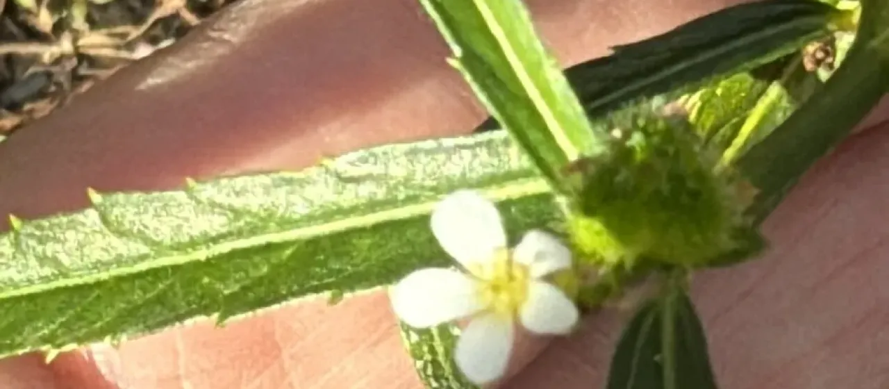 Caperonia castaneifolia