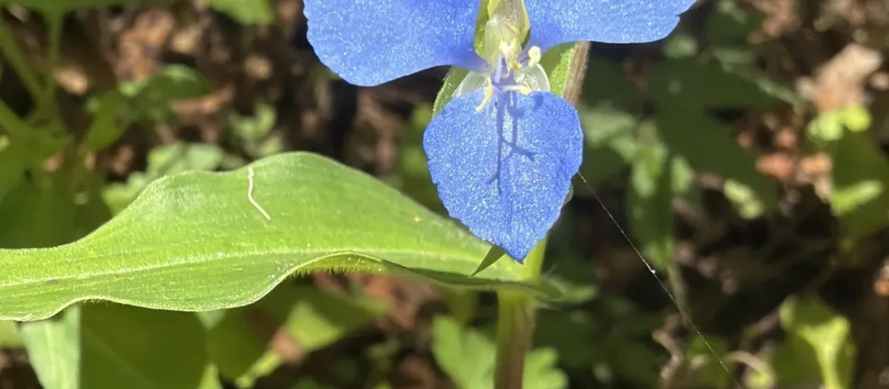Scurvyweed
