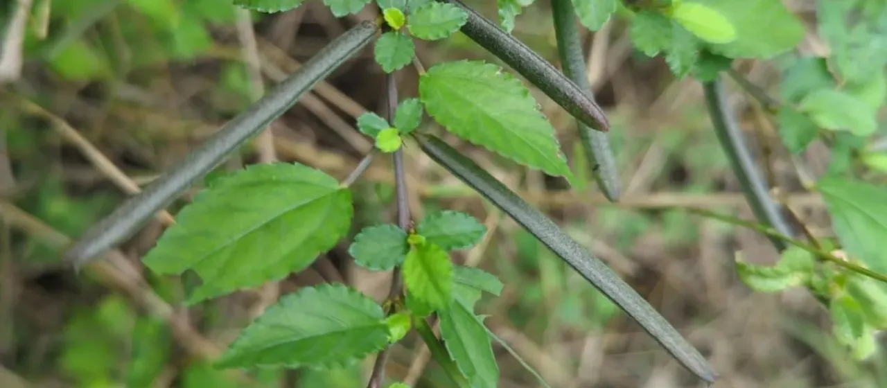 Corchorus siliquosus
