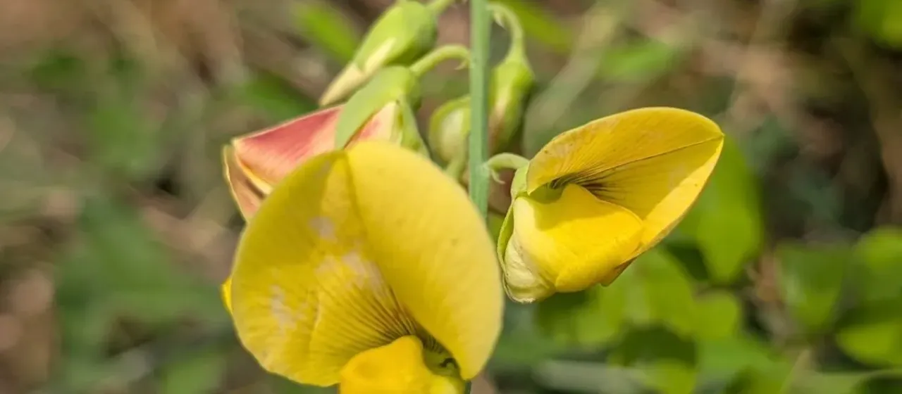 Rattleweed