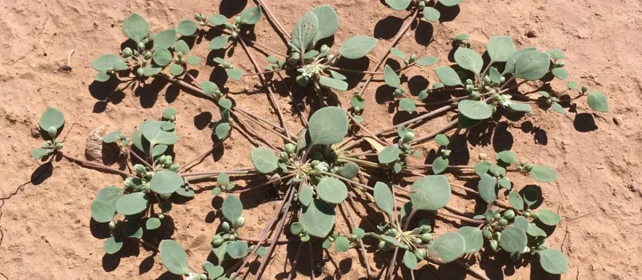 Threadleaf drymary