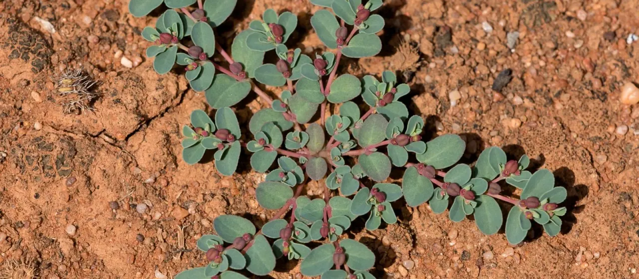 Drummond's spurge