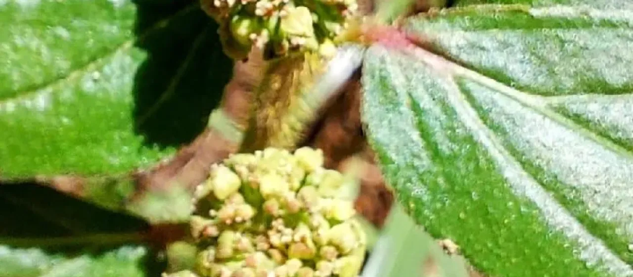 Hairy spurge