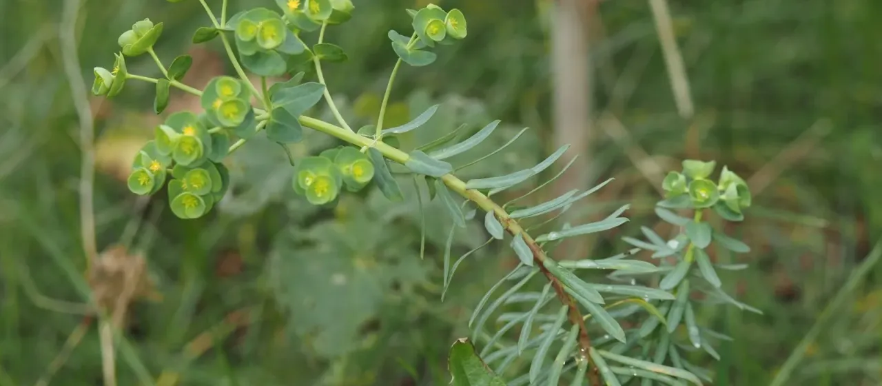 Petty spurge