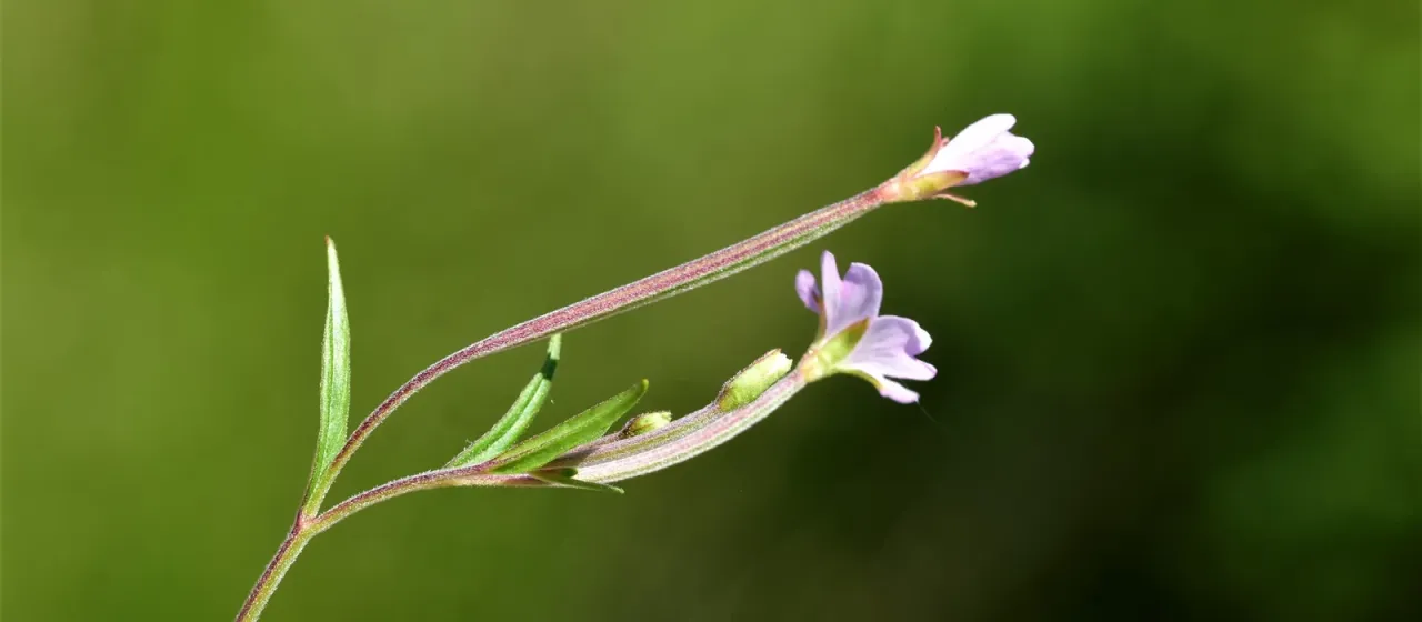 Daurian willowherb