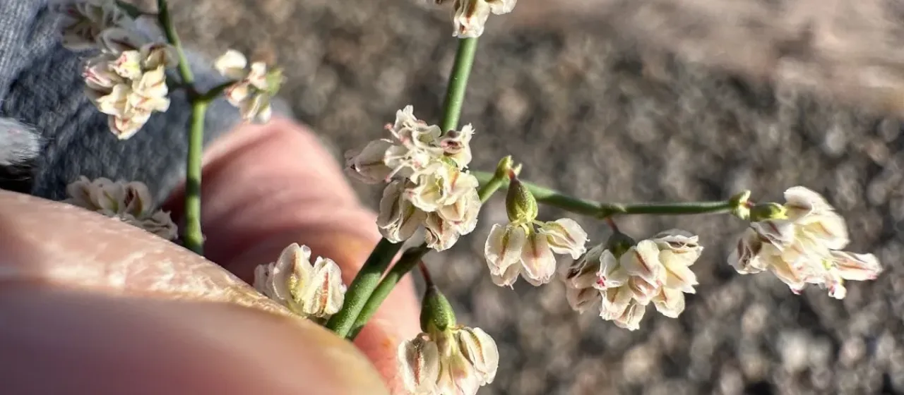 Skeletonweed