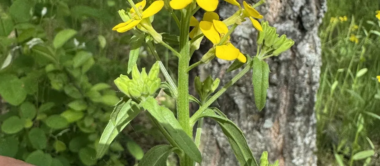 Wandflower wallflower