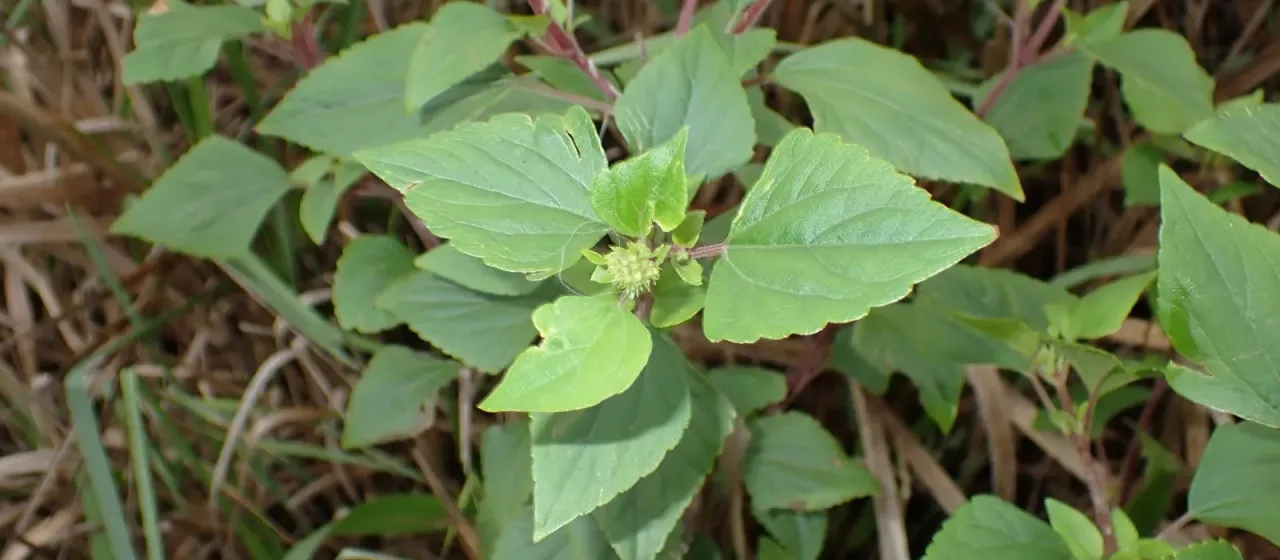 Crofton weed