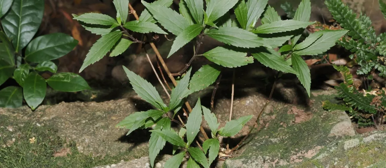 Mistflower