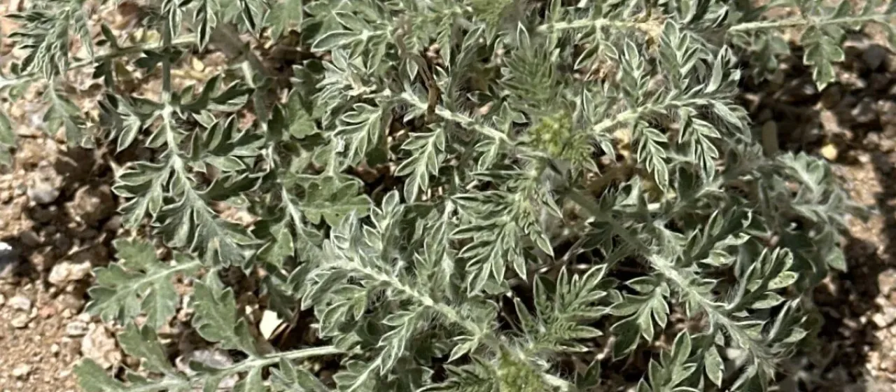 Амброзия полыннолистная (Ambrosia confertiflora)