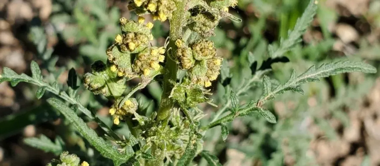 Skeletonleaf burr ragweed