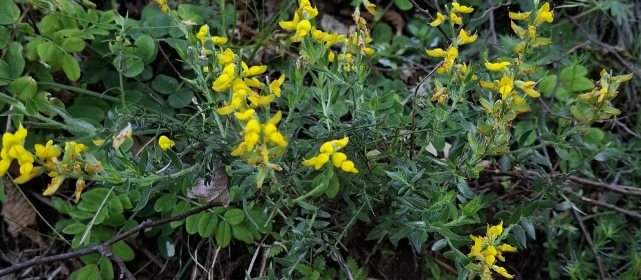 German greenweed