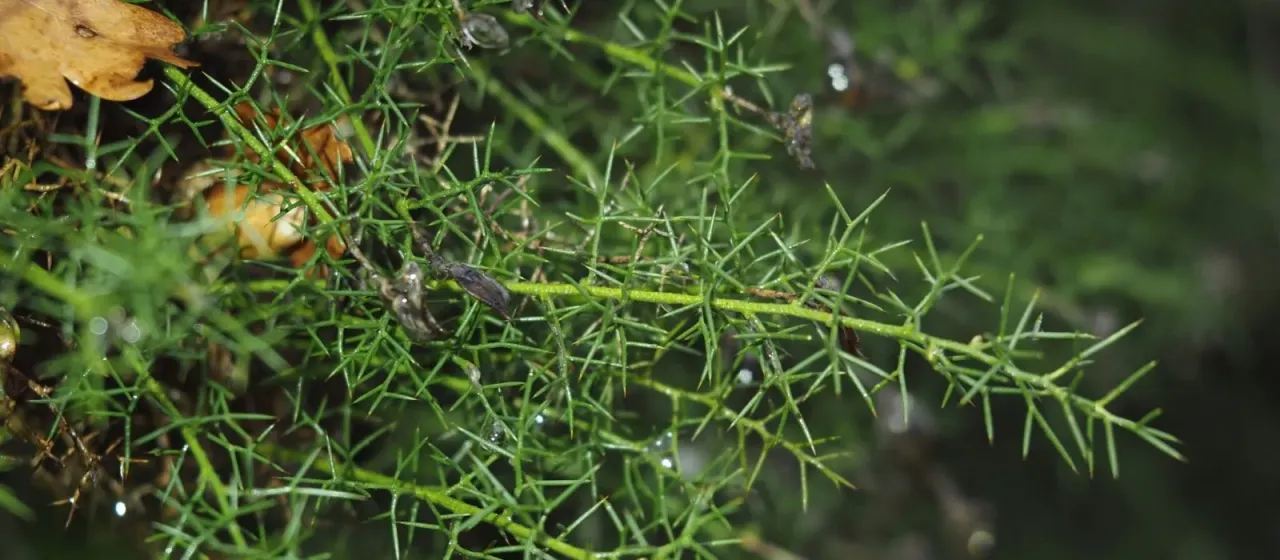 Spanish gorse
