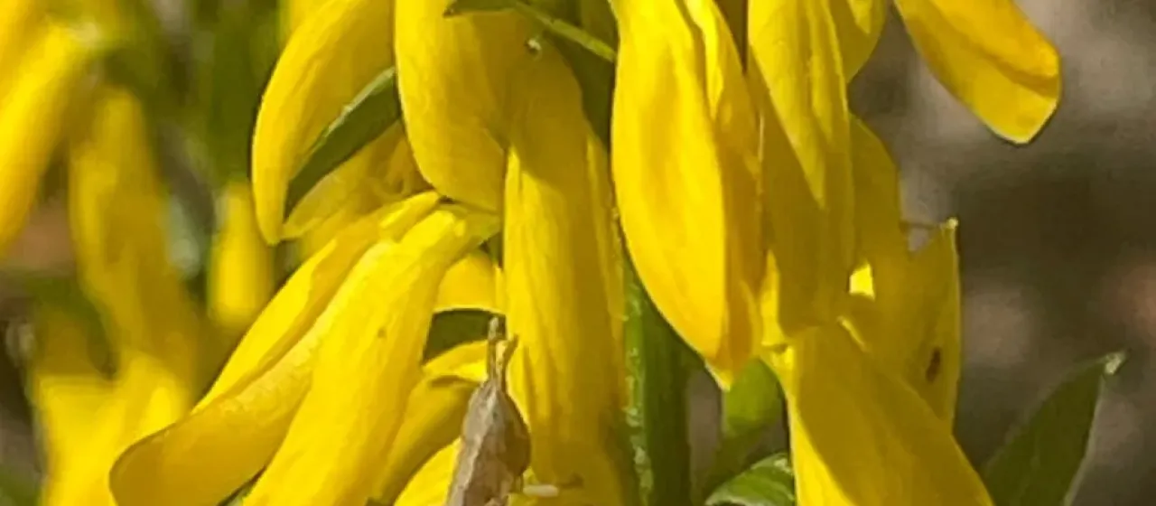 Dyer's greenweed