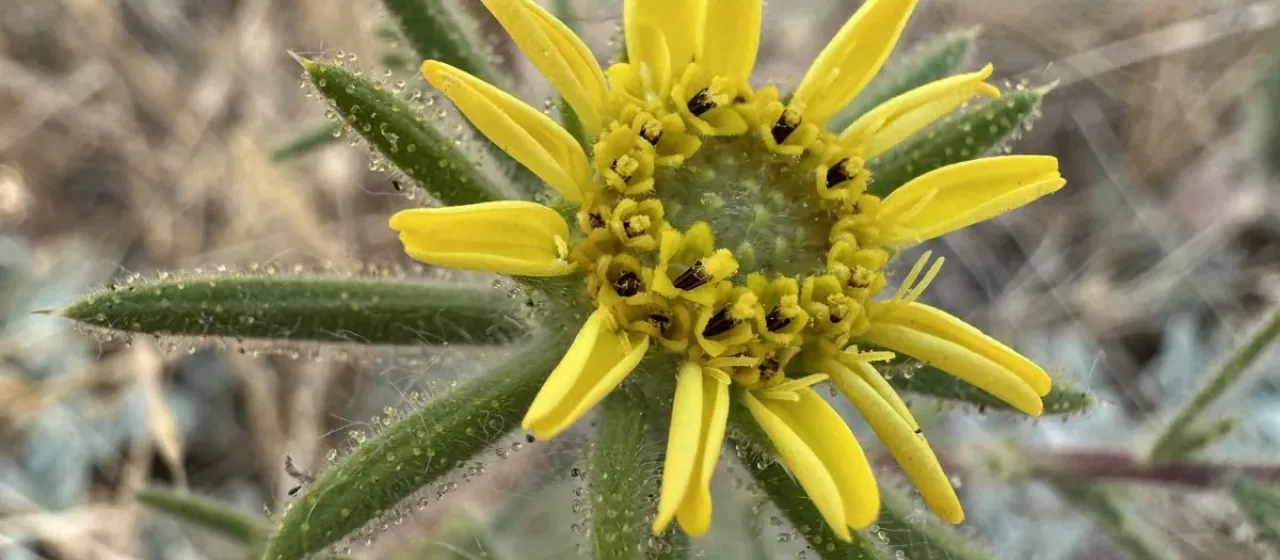 Fitch's tarweed