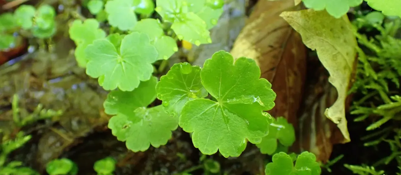 American pennywort