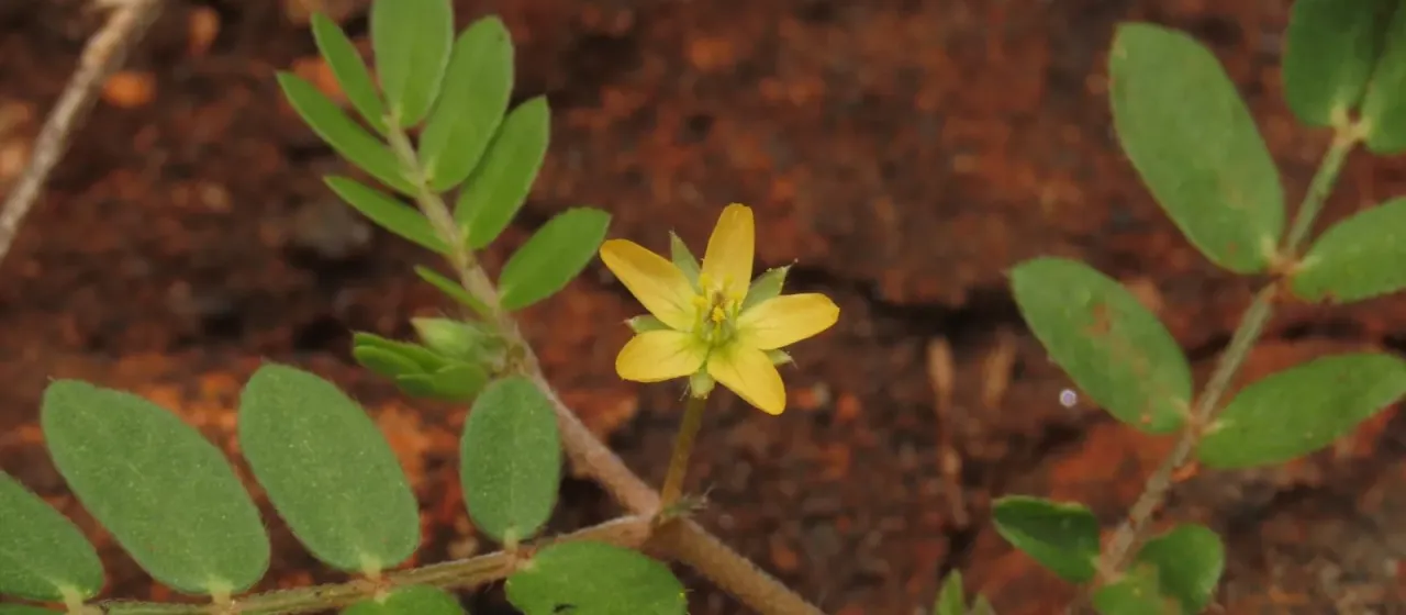 Kallstroemia californica