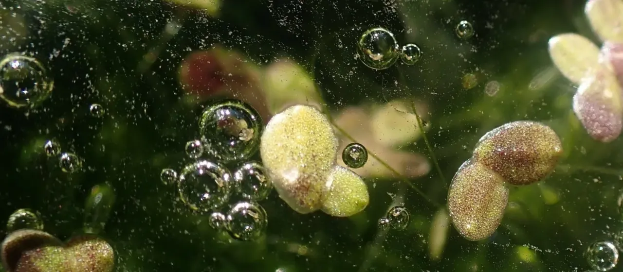 Dark duckweed