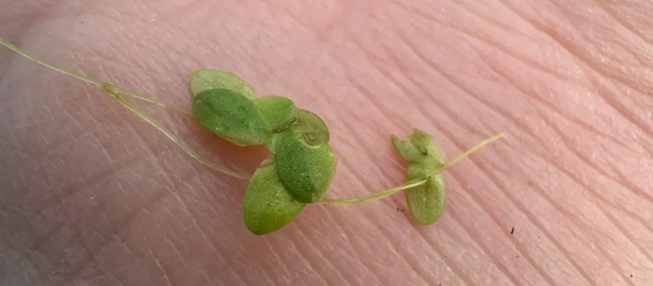 Lesser duckweed