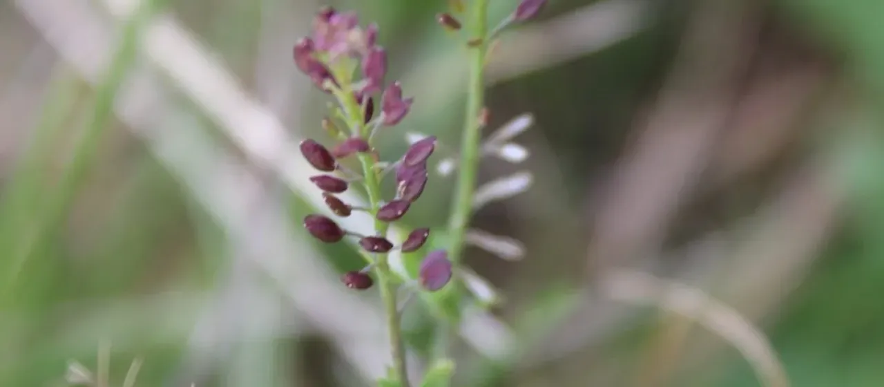 African peppercress