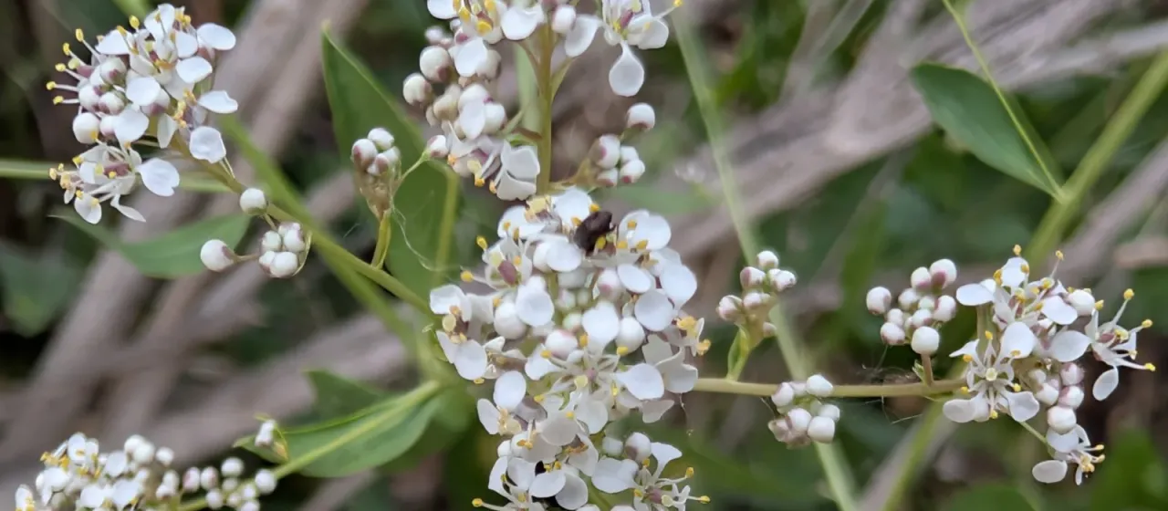 Broadleaf pepperweed