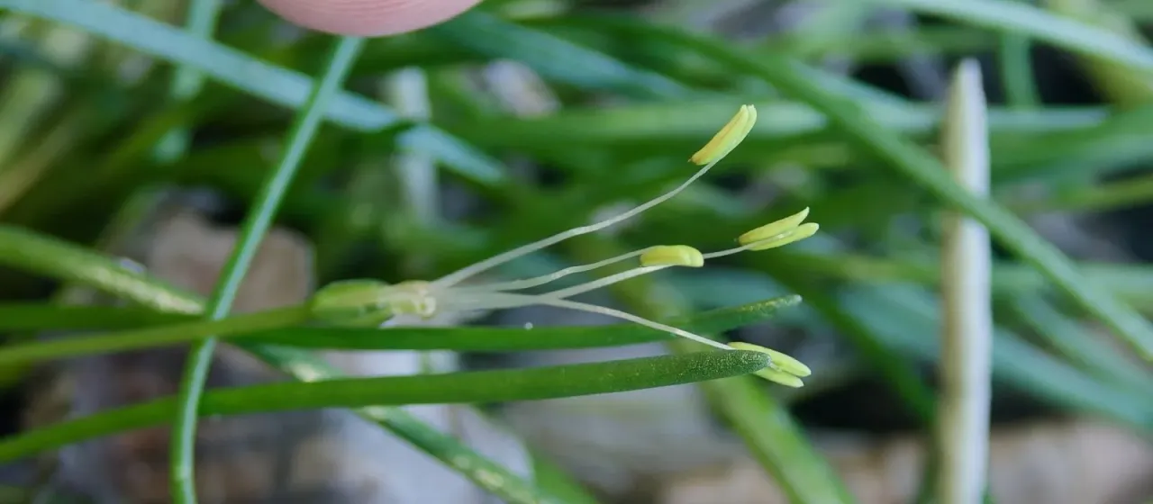 Shoreweed
