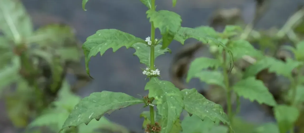 Gypsywort