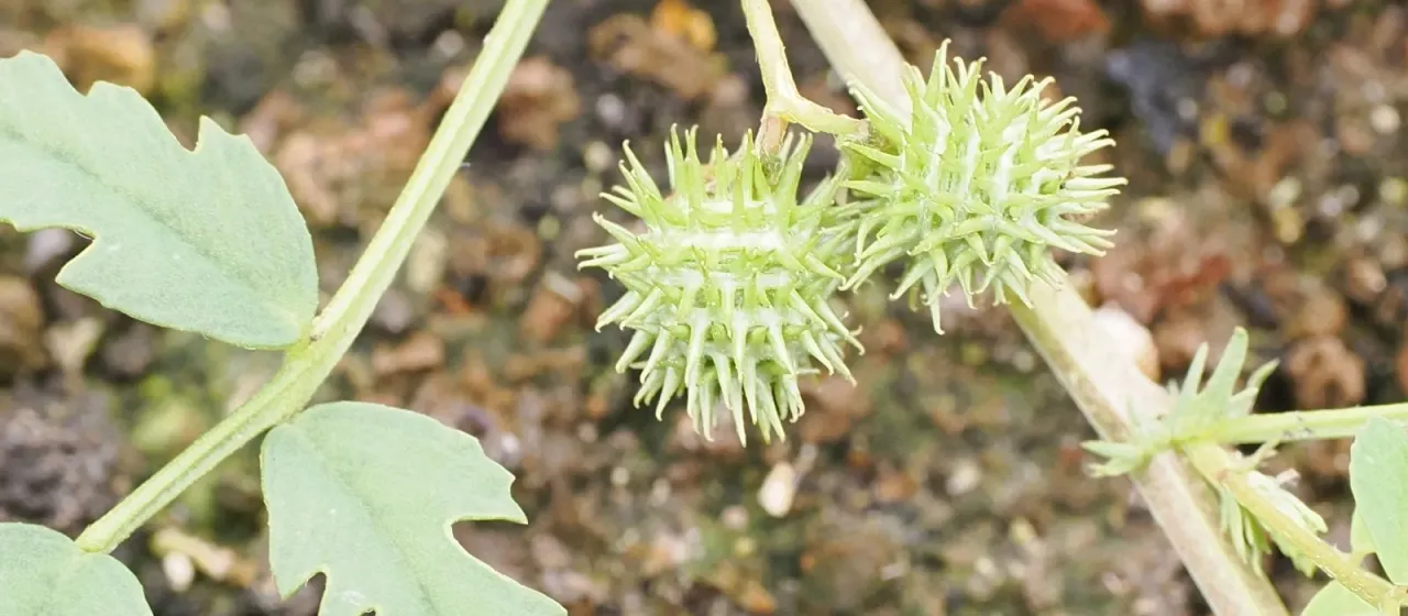 Cutleaf medick